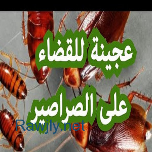 أفضل شركة مكافحة حشرات بالكويت