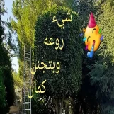 قص كربس  بالكويت وقص اشجار بالكويت وتقليم اشجار بالكويت 