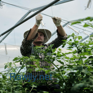 خبير زراعة مائية : عرض خدمات 