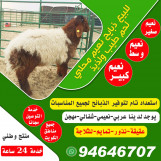 اعمل في الحوم الطازجه